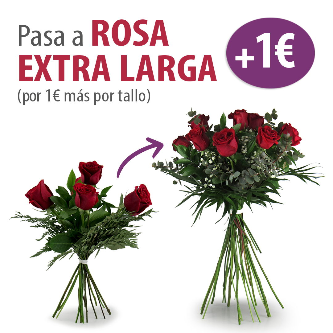 EXTRA LARGA (11)